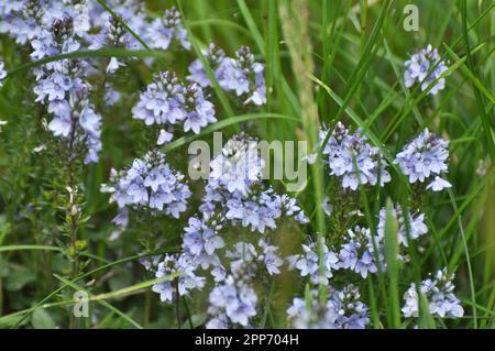 Au printemps, Veronica prostrata fleurit dans la nature parmi les graminées Banque D'Images