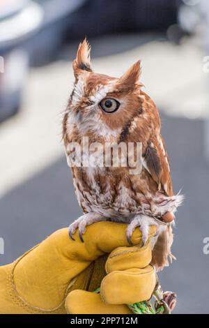 Ojai, Calif., 4 nov 2018 — un hibou de l'est (Megascops asio; mue rouge) sur un gant de manutentionnaire pendant une maison ouverte au Centre Ojai Raptor. Banque D'Images