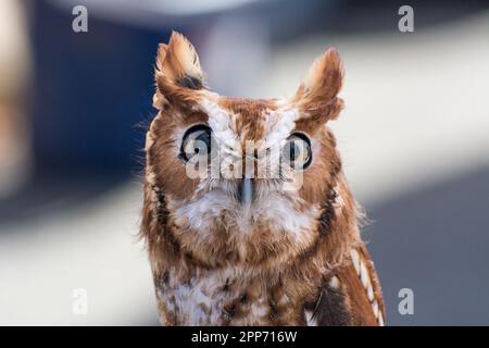 Ojai, Calif., 4 nov 2018 — un hibou de l'est (Megascops asio; mue rouge) vu lors d'un événement en maison ouverte au Centre Ojai Raptor. Banque D'Images