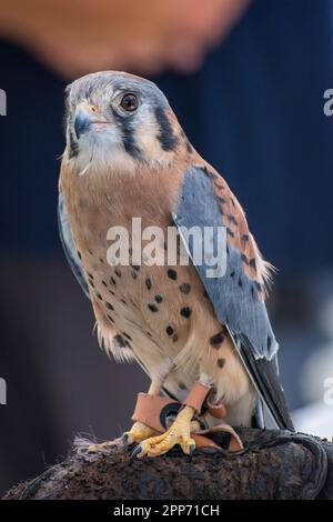 Ojai, Calif., 4 nov 2018 — un kestrel américain (Falco sparverius) est assis sur un gant de manutentionnaire pendant une journée portes ouvertes au Centre Ojai Raptor. Banque D'Images
