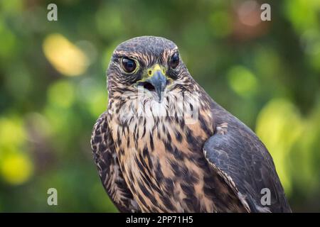 Ojai, Calif., 4 nov 2018 — Un pantalon merlin (Falco columbarius; variante taïga) aux températures élevées pendant une maison ouverte au Centre Ojai Raptor. Banque D'Images