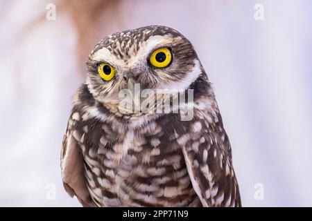 Ojai, Calif., 4 nov 2018 — Un hibou des terriers (Athene cunicularia) photographié pendant une maison ouverte publique au Centre Ojai Raptor. Banque D'Images