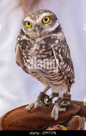 Ojai, Calif., 4 nov 2018 — Un hibou des terriers (Athene cunicularia) est assis sur un gant de manutentionnaire pendant une journée portes ouvertes publiques au Centre Ojai Raptor. Banque D'Images