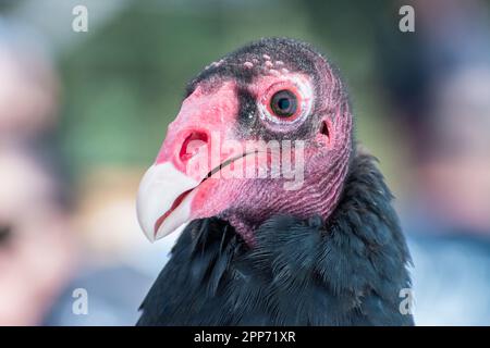 Ojai, Californie, le 4 novembre 2018 — Un gros plan d'un vautour de dinde (Cathartes aura) nommé beau pris lors d'une ouverture publique au Centre Ojai Raptor. Banque D'Images