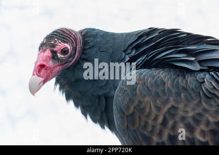 Ojai, Californie, le 4 novembre 2018 — Un vautour de dinde (Cathartes aura) nommé beau photographié lors d'une journée portes ouvertes publiques au Centre Ojai Raptor. Banque D'Images
