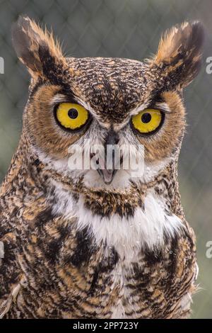 Ojai, Calif., 4 nov 2018 — Un grand hibou à cornes (Bubo virginianus) pantalon dans la chaleur pendant une maison ouverte publique au Centre Ojai Raptor. Banque D'Images