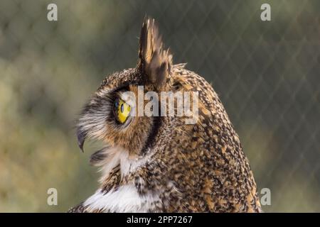 Ojai, Calif., 4 nov 2018 — Un grand hibou à cornes (Bubo virginianus) photographié en profil lors d'une maison ouverte publique au Centre Ojai Raptor. Banque D'Images