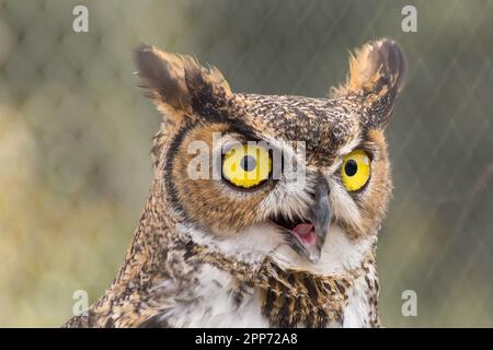 Ojai, Calif., 4 nov 2018 — Un grand hibou à cornes (Bubo virginianus) pantalon dans la chaleur pendant une maison ouverte publique au Centre Ojai Raptor. Banque D'Images
