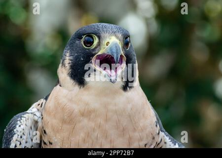 Ojai, Calif., 4 nov 2018 — Un faucon pèlerin (Falco peregrinus) se caleçon dans la chaleur lors d'une journée portes ouvertes au Centre Ojai Raptor. Banque D'Images