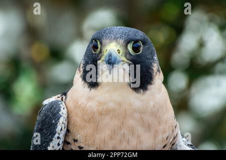 Ojai, Californie, le 4 novembre 2018 — Un faucon pèlerin (Falco peregrinus) photographié pendant une journée portes ouvertes au Centre Ojai Raptor. Banque D'Images