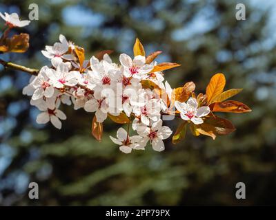 Blanc belles fleurs avec des bourgeons roses sur une branche en fleur, arrière-plan flou Banque D'Images