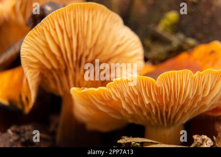 Flammulina velutipes dans une forêt sur une souche pousse en hiver en Ukraine, macro photo Banque D'Images