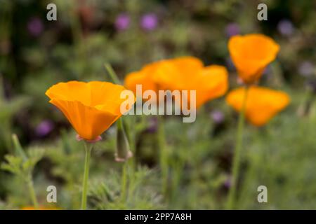 California coquelicot Eschscholzia californica, pays de Galles, Royaume-Uni Banque D'Images