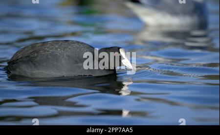 Coot (Fulica) au lac Helston Boating à Cornwall Banque D'Images