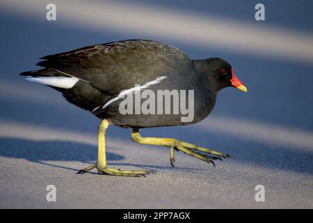 Moorhen (Gallinula) marchant sur le bord du lac à Helston Boating lac, Banque D'Images