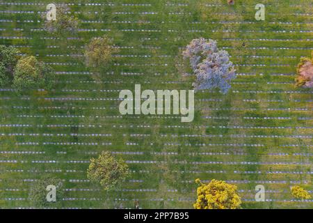 Une vue aérienne de pierres tombales à la morgue et au cimetière du parc commémoratif Rose Hills, le jeudi 20 avril 2023, à Whittier, Etalonnage Banque D'Images