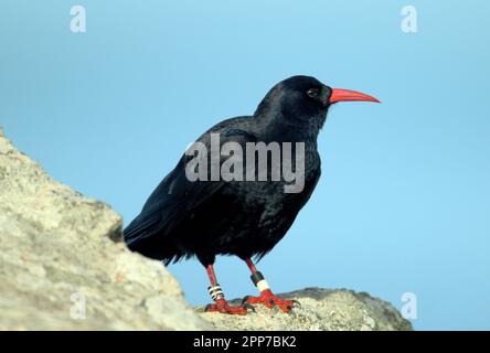 Chough sur la côte près des terres se termine à Cornwall Banque D'Images