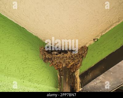 Gros plan de petites poussins à hirondelles avec des bouches jaunes dans le nid du balcon. Avaler la reproduction à côté de la personne. Banque D'Images