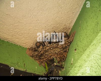 Gros plan de petites poussins à hirondelles avec des bouches jaunes dans le nid du balcon. Avaler la reproduction à côté de la personne. Banque D'Images