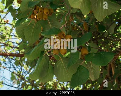 Saison de cueillette des kiwis. Kiwi sur une plantation de kiwi avec d'énormes grappes de fruits. Jardin avec arbres et fruits biologiques. Végétalien et jardinage Banque D'Images