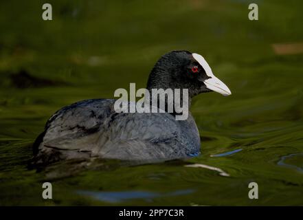 Coot (Fulica) au lac Helston Boating à Cornwall Banque D'Images