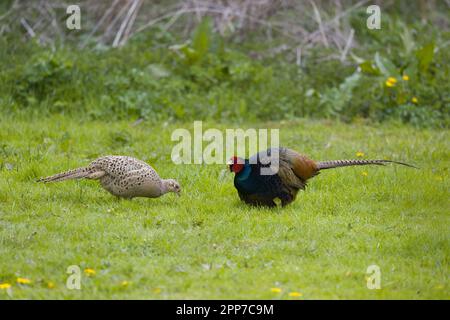 Faisan commun Phasianus colchicus, paire adulte debout sur l'herbe, Suffolk, Angleterre, avril Banque D'Images