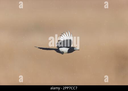 Tarte aux pommes Pica pica, adulte volant avec du matériel de nid dans le bec, réserve naturelle RSPB Minsmere, Suffolk, Angleterre, avril Banque D'Images