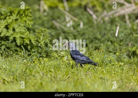 La jaquette eurasienne Corvus monedula, adulte debout sur l'herbe avec du matériel de nid dans le bec, Suffolk, Angleterre, avril Banque D'Images