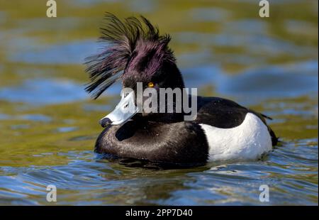 Canard touffeté dans des conditions venteuses au lac Helston Boating Banque D'Images