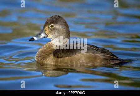 Canard à collier (Aythya collaris) visiteur hivernal au lac Helston Boating Banque D'Images