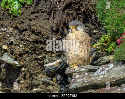 Kestrel profitant du soleil matinal sur les falaises de South Cornwall Banque D'Images