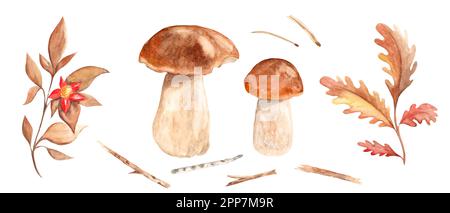 Set aquarelle d'automne. Champignons porcini, branches, feuilles et brindilles de chêne, aiguilles isolées sur fond blanc. Illustration botanique dessinée à la main Banque D'Images