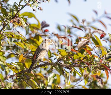 Mâle Maison Finch perchée dans un prunier en été. Banque D'Images