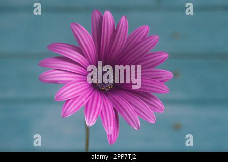 Fleur de pâquerette africaine (Dimorphotheca ecklonis), fond en bois bleu clair et flou Banque D'Images