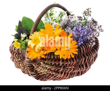 Panier rempli d'herbes médicinales fraîches et saines, isolées. Calendula, lavande, origan, menthe baumère, fleurs de melissa. Médecine alternative à base de plantes. Banque D'Images