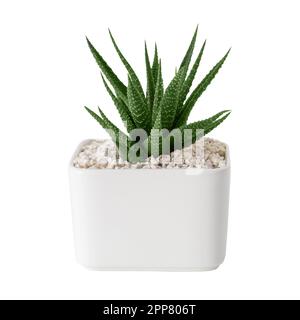 Haworthia succulent gros plan dans un pot blanc. Isolé. Banque D'Images