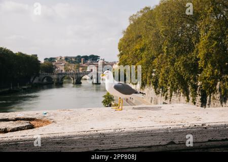 Mouette sur le pont donnant sur le Tibre sur les bâtiments de Rome, Italie, par une journée ensoleillée Banque D'Images