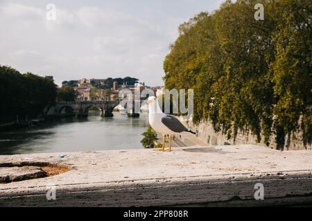 Mouette sur le pont donnant sur le Tibre sur les bâtiments de Rome, Italie, par une journée ensoleillée Banque D'Images