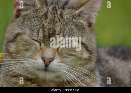 Mignon petit chat souriant. Banque D'Images