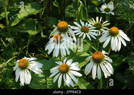 Gros plan d'un groupe de fleurs d'échinacée blanche (échinacée alba, cygne blanc) avec des centres jaunes et des feuilles vertes dans un jardin en été Banque D'Images