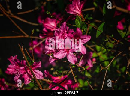 Azalées en pleine floraison printanière Banque D'Images