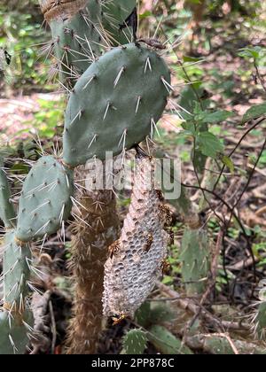 Gros plan d'un cactus épineux qui pousse dans un jardin Banque D'Images