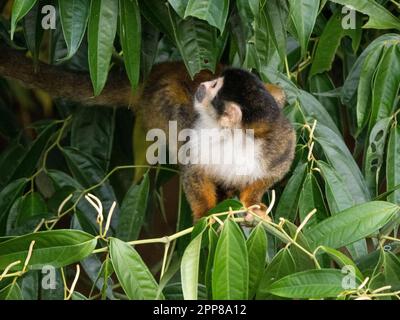 Singe écureuil d'Amérique centrale à couronne noire (Saimiri oerstedii oerstedii), rivière Sierpe, Costa Rica Banque D'Images