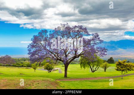 Arbre jacaranda en fleurs dans le nord du pays de Kula, à Maui. Banque D'Images