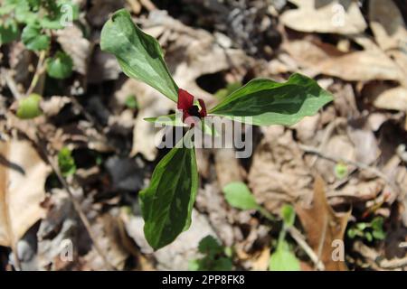 trillium des Prairies avec des feuilles brunes sur le sol, à Camp Ground Road Woods, à des Plaines, Illinois Banque D'Images