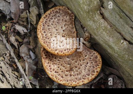 Le dos de faisan pousse à partir d'une bûche à Algonquin Woods à des Plaines, Illinois Banque D'Images