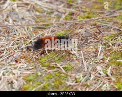 Isabella tiger Moth caterpillar dans un pâturage. Québec, Canada Banque D'Images