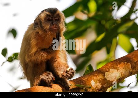 Capuchin à capuchon assis sur une branche contre des feuilles vertes, regardant réfléchie, en grattant son menton, en partie au soleil, Lagoa das Araras, BOM Jardim, Ma Banque D'Images