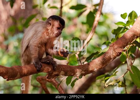 Capuchin à capuchon assis sur une branche contre des feuilles vertes, vue latérale, juste attrapé un cookie, en partie au soleil, Lagoa das Araras, BOM Jardim, Mato gros Banque D'Images