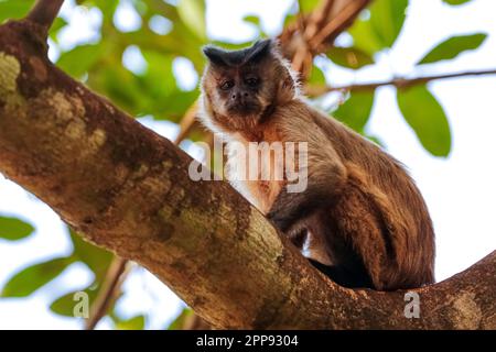 Capuchin à capuchon assis debout, sur une branche contre les feuilles défocuées, regardant à la caméra, en partie au soleil, Lagoa das Araras, BOM Jardim, Mato Grosso Banque D'Images